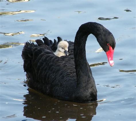 Cygne Noir (Black Swan) 